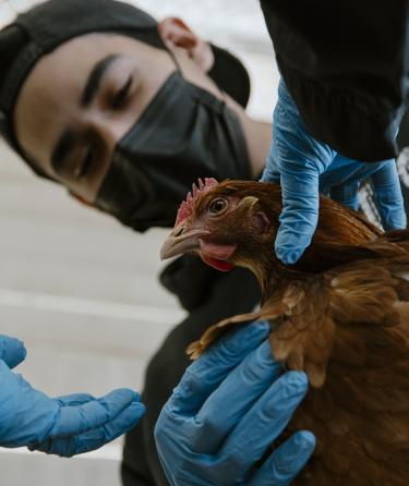 Veterinary Students Holding a Chicken