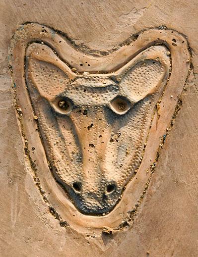 Animal Face Engraved in Stone