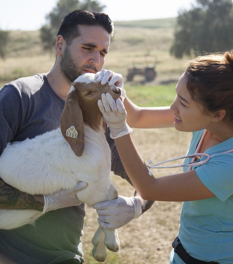 two pre-veterinary medicine students giving a goat kid a physical examination